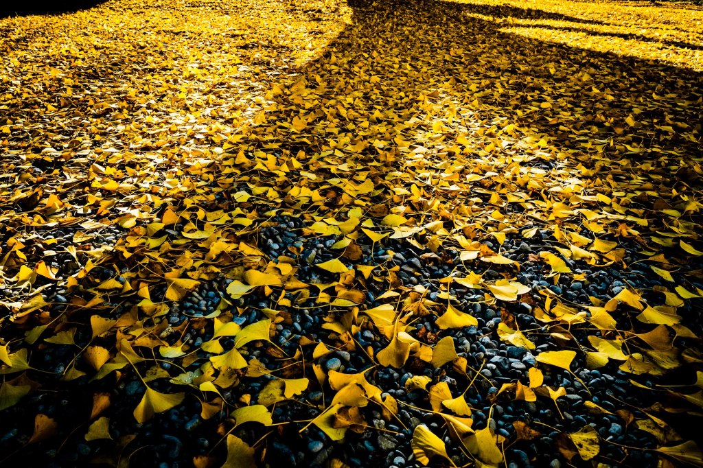 Addio autunno – Che inverno&nbsp;sia