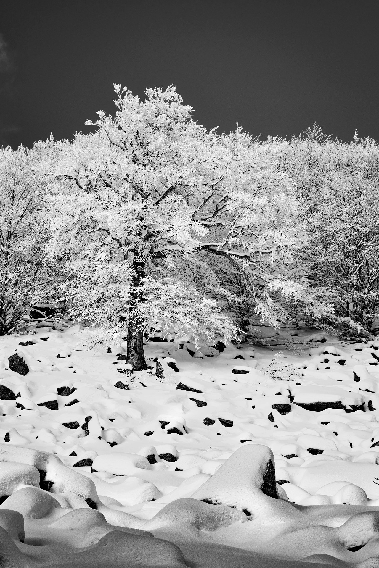 batch_DSCF9123-IridientEdit