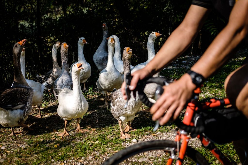 Sterrati e Cantine d’ Autunno